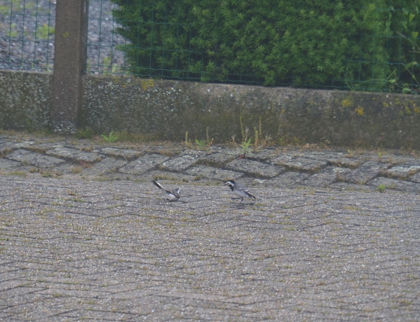 White wagtails (Motacilla alba) in my garden, 2019-06-12