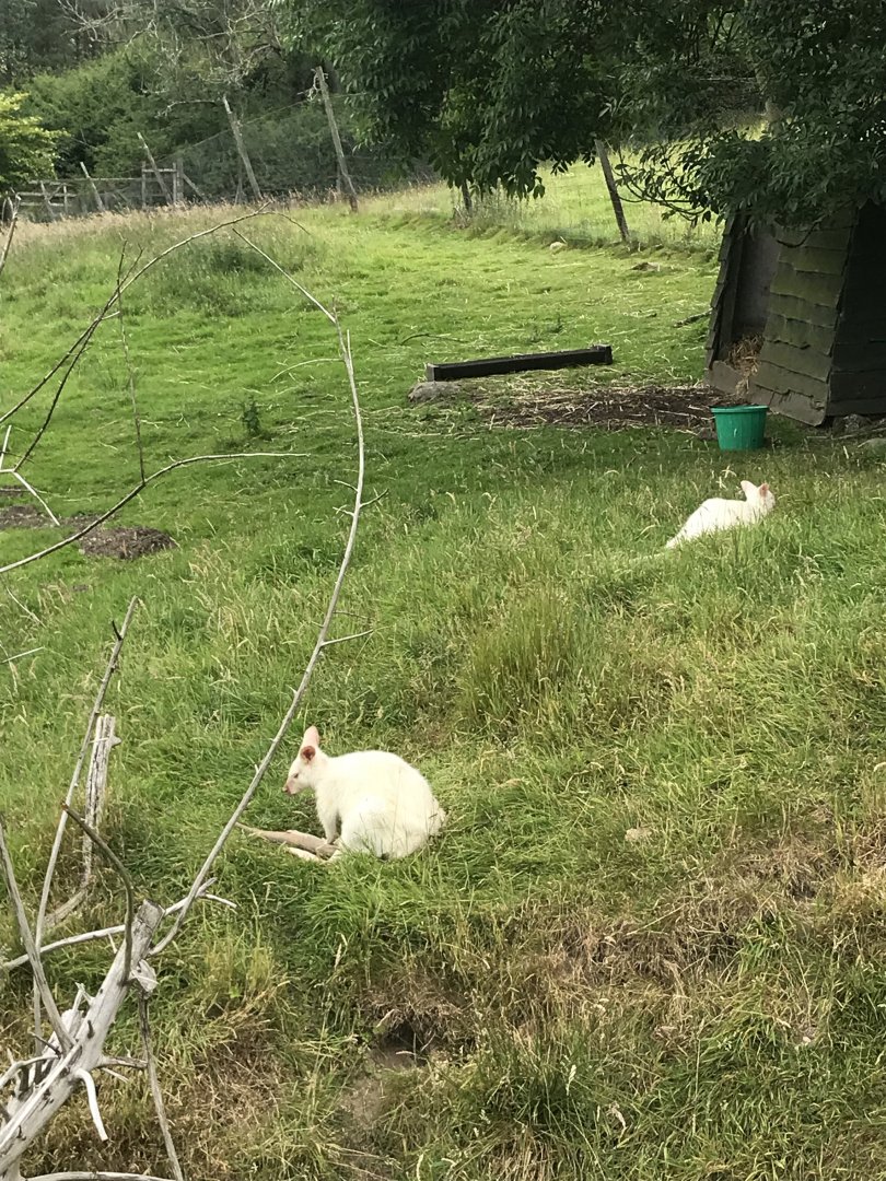 White wallabies