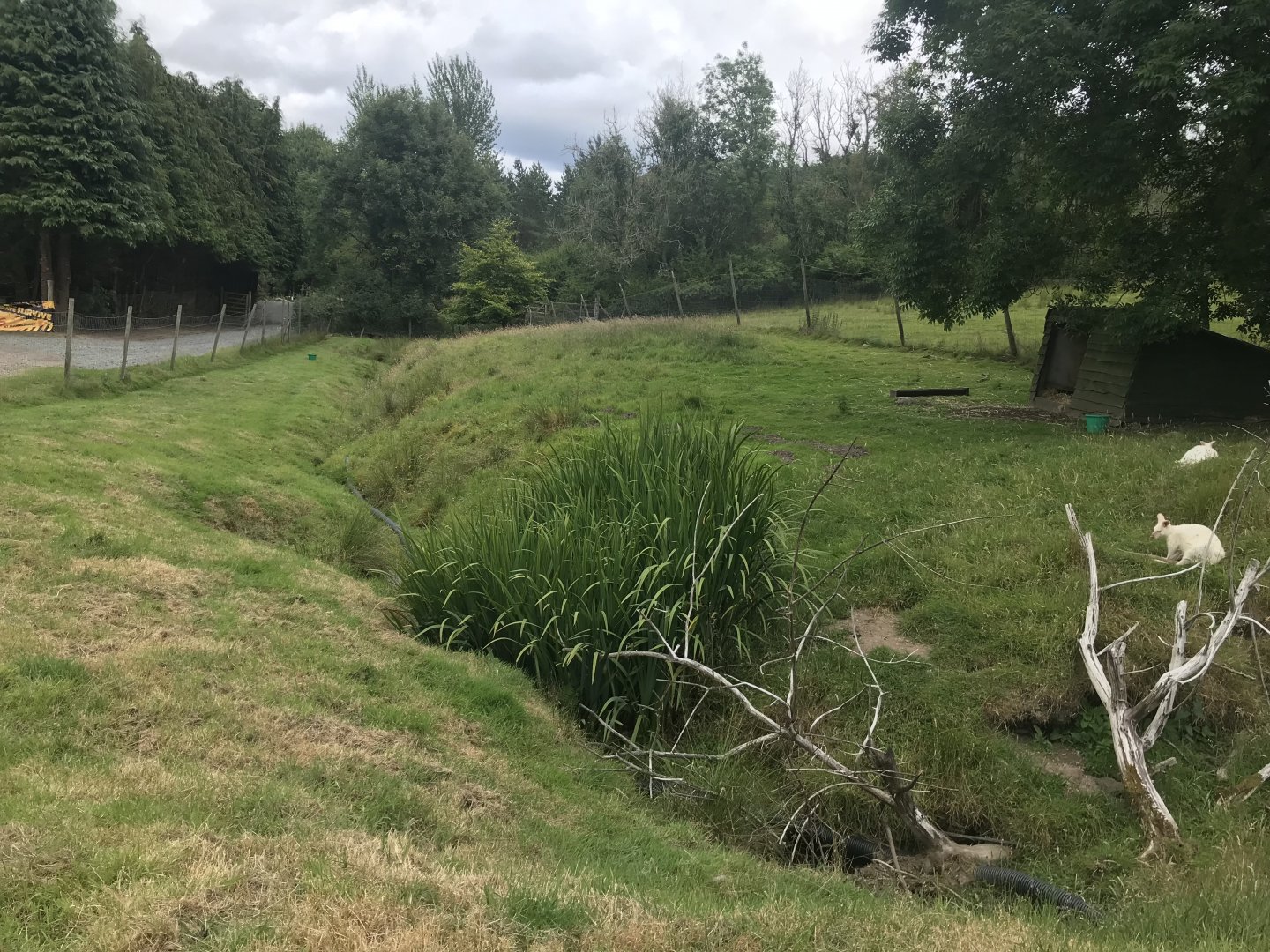White wallaby enclosure