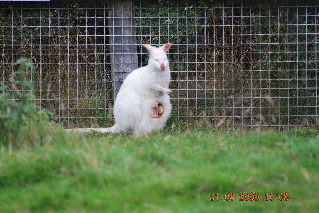 White Wallaby & Joey - West Midlands