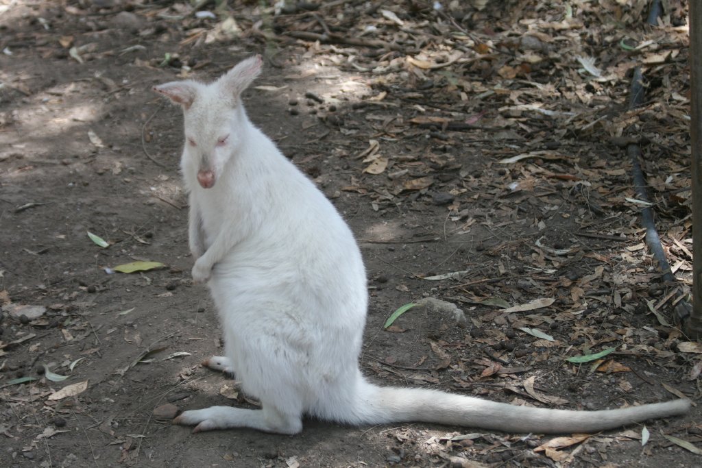 White Wallaby