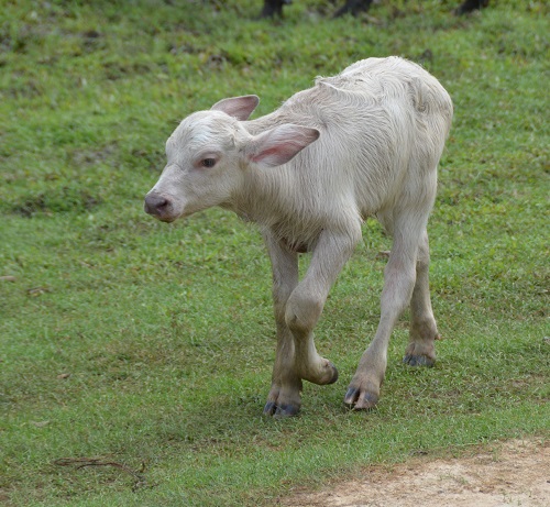 White water buffalo calf