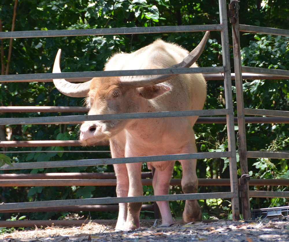 White water buffalo
