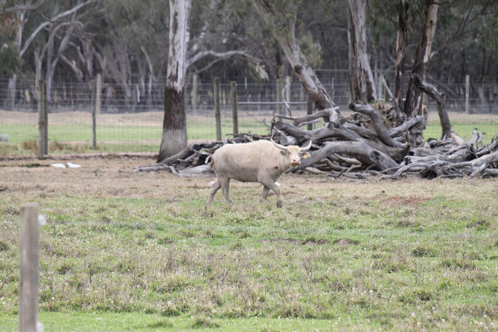 White Water Buffalo