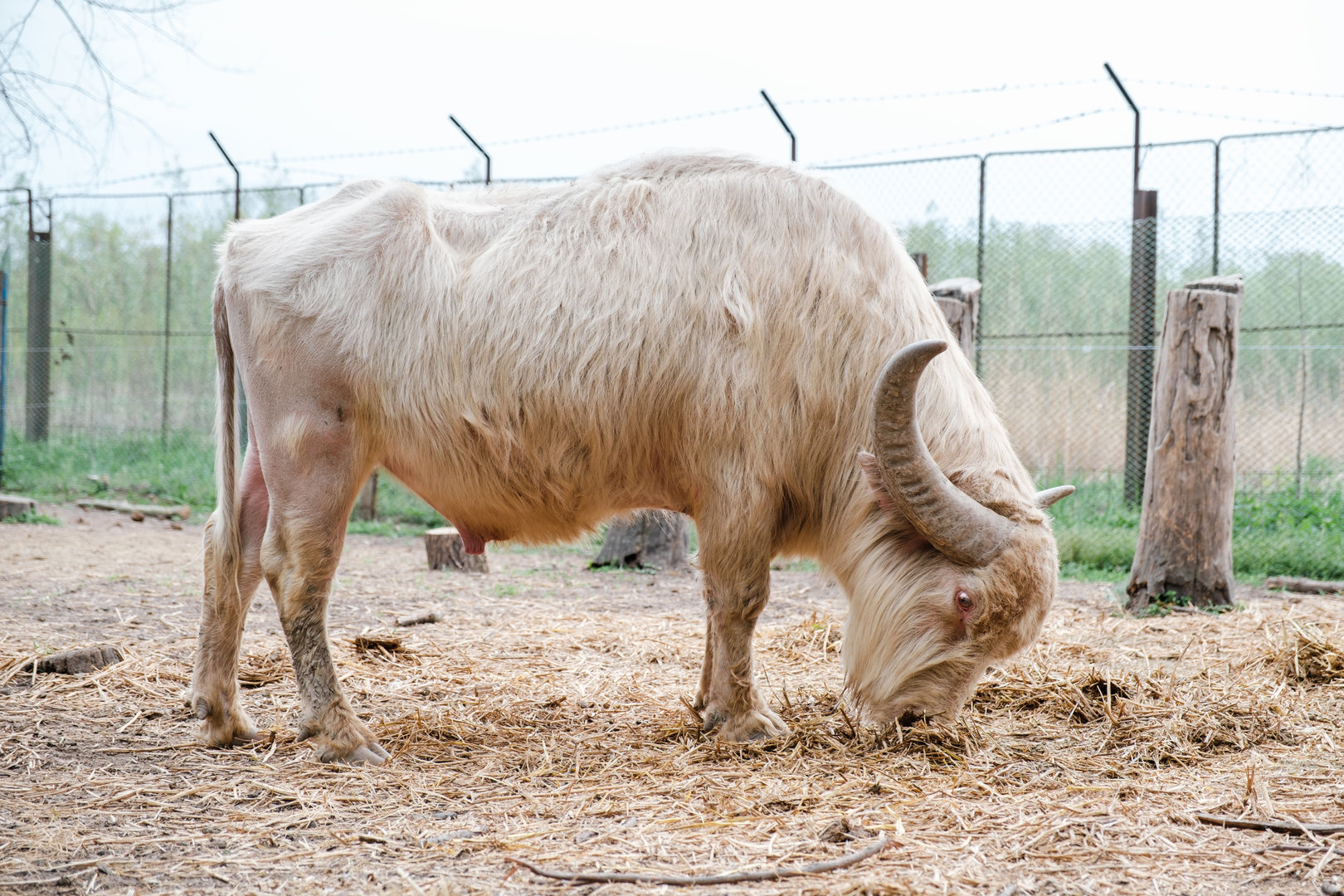 White Waterbuffalo at Braila Zoo