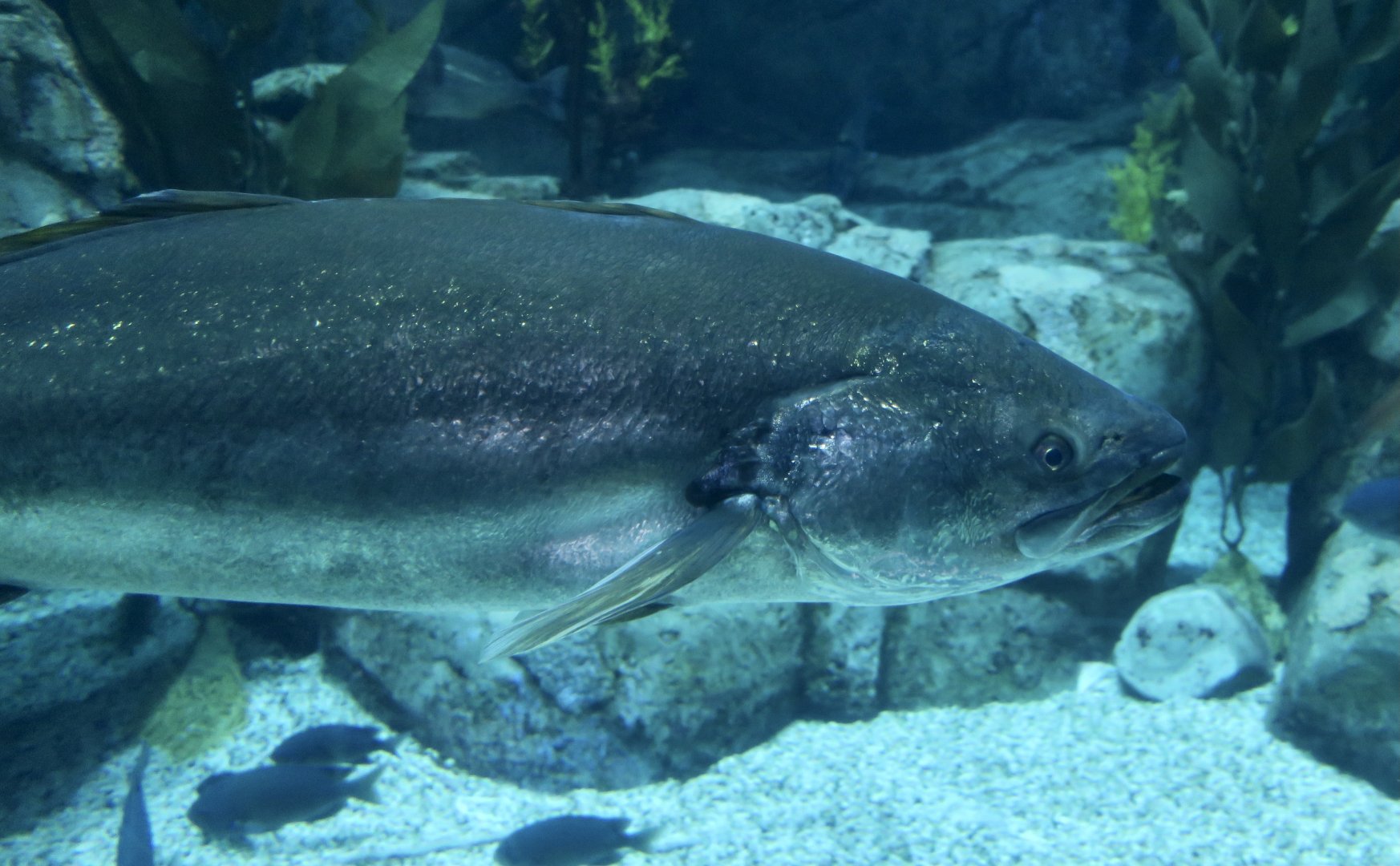 White Weakfish (Atractoscion nobilis)