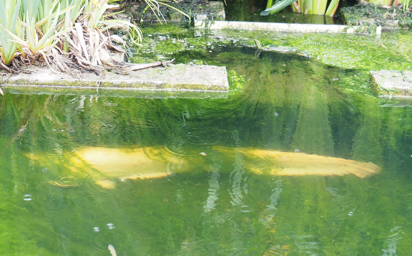 White Wels catfish (Silurus glanis), 2022-05-17