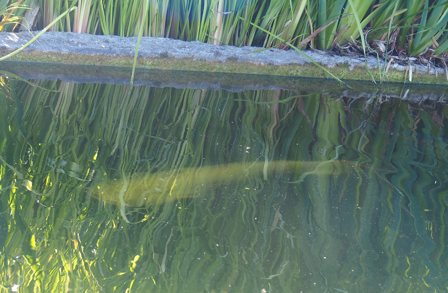 White Wels catfish (Silurus glanis), 2023-05-31