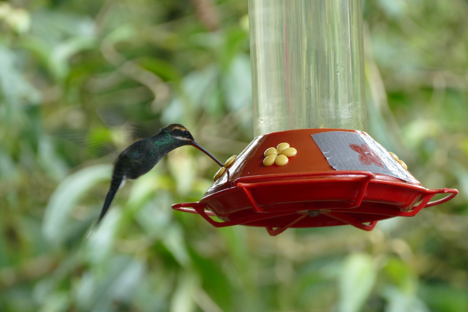 White-whiskered Hermit