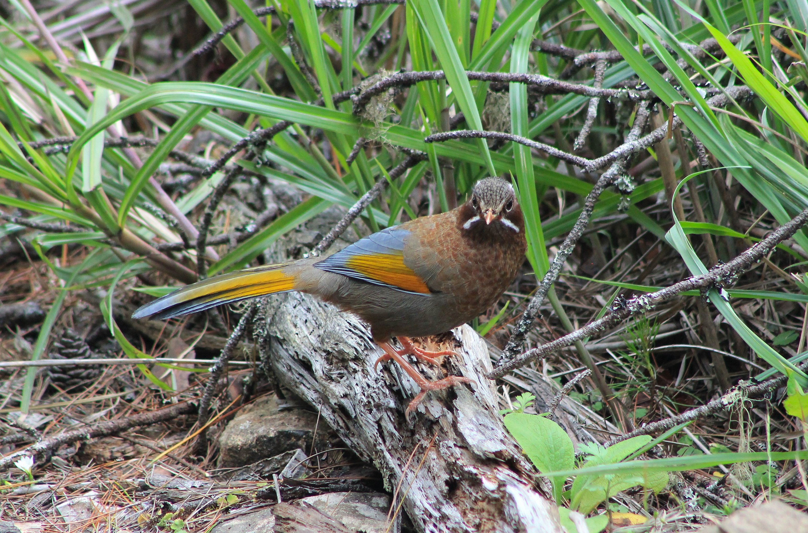 White-whiskered Laughing-Thrush (Trochalopteron morrisonianum)
