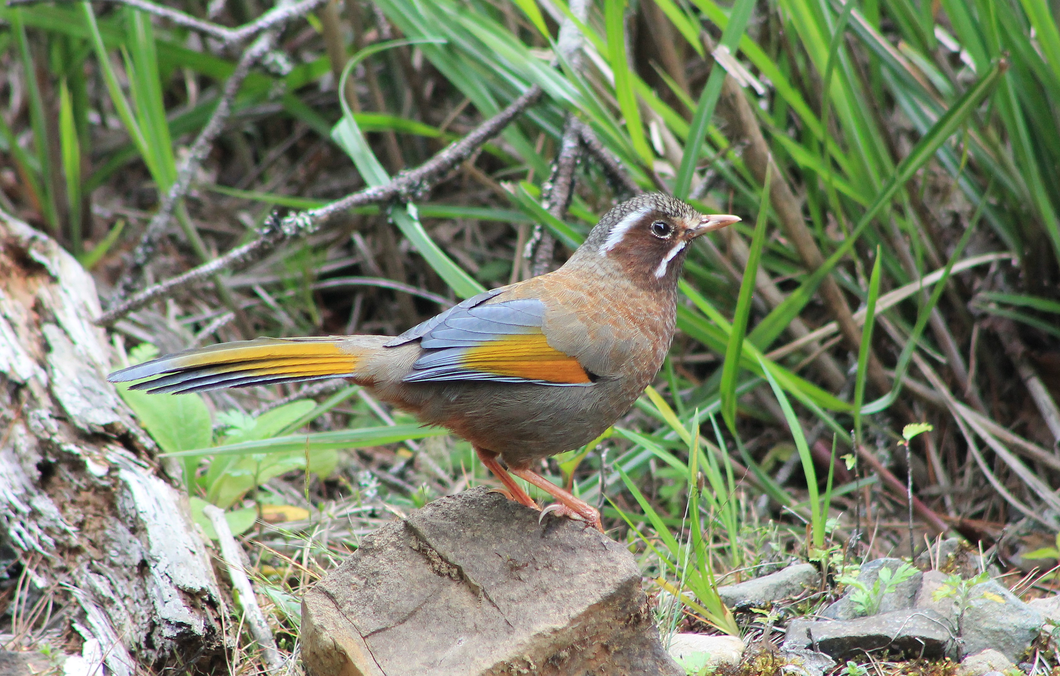 White-whiskered Laughing-Thrush (Trochalopteron morrisonianum)