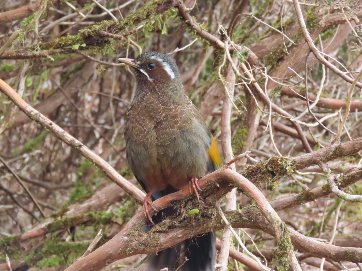 White-whiskered laughingthrush