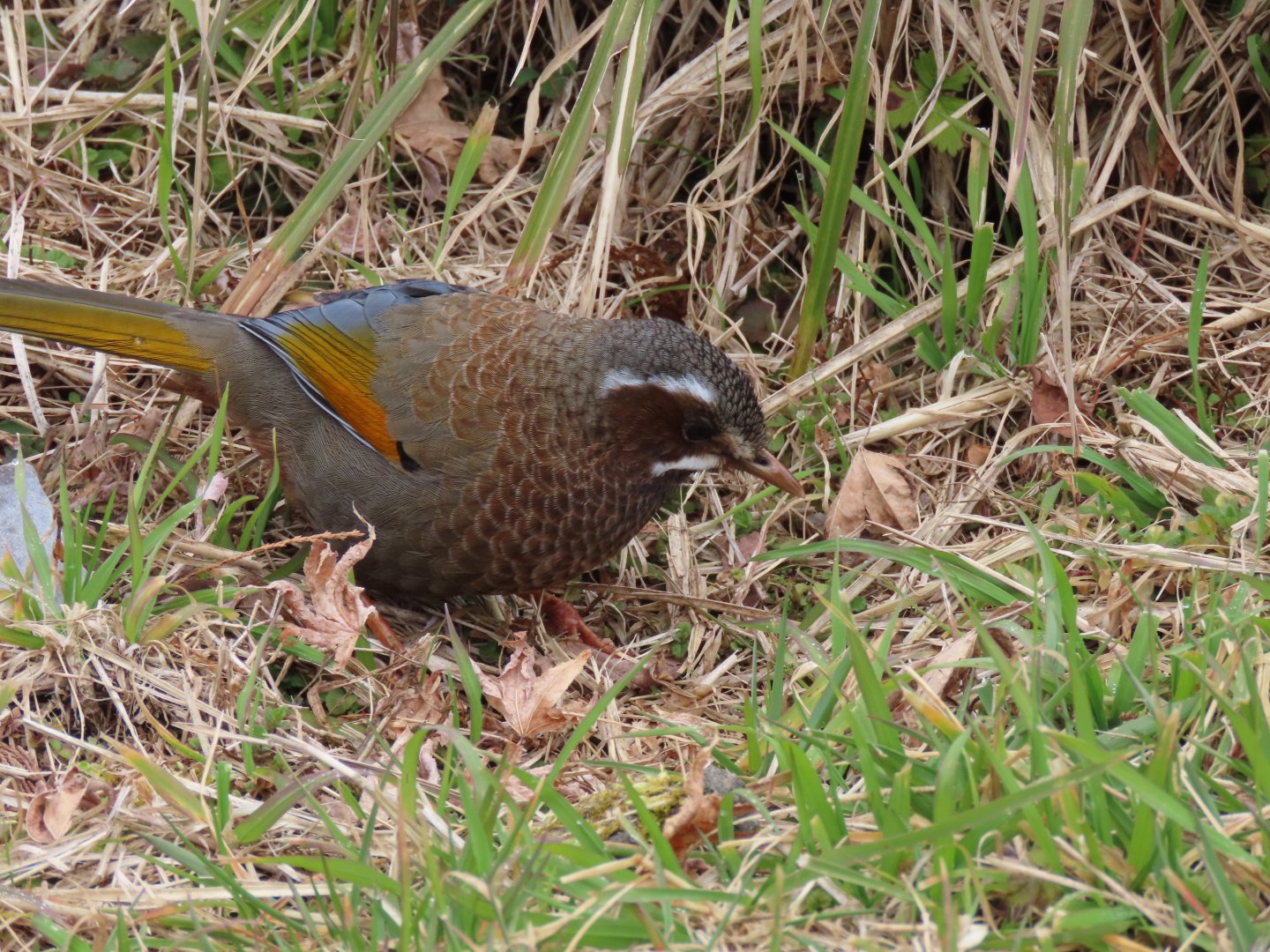White-whiskered laughingthrush