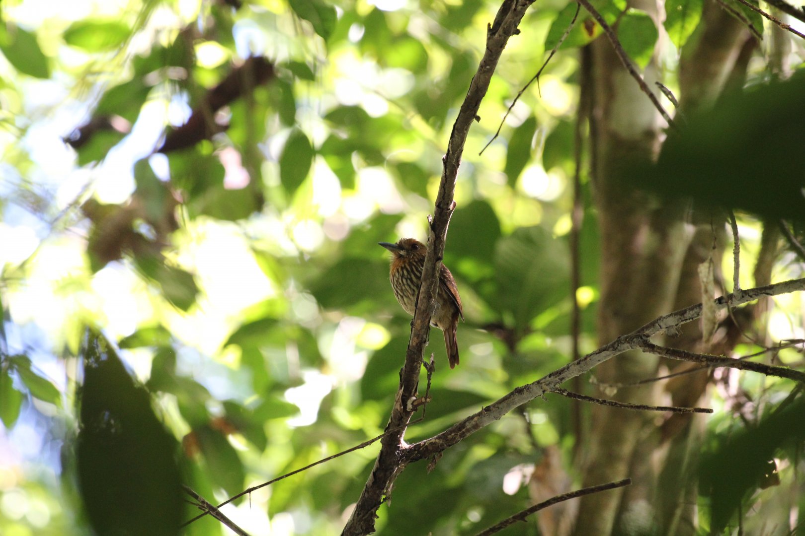 White-whiskered Puffbird