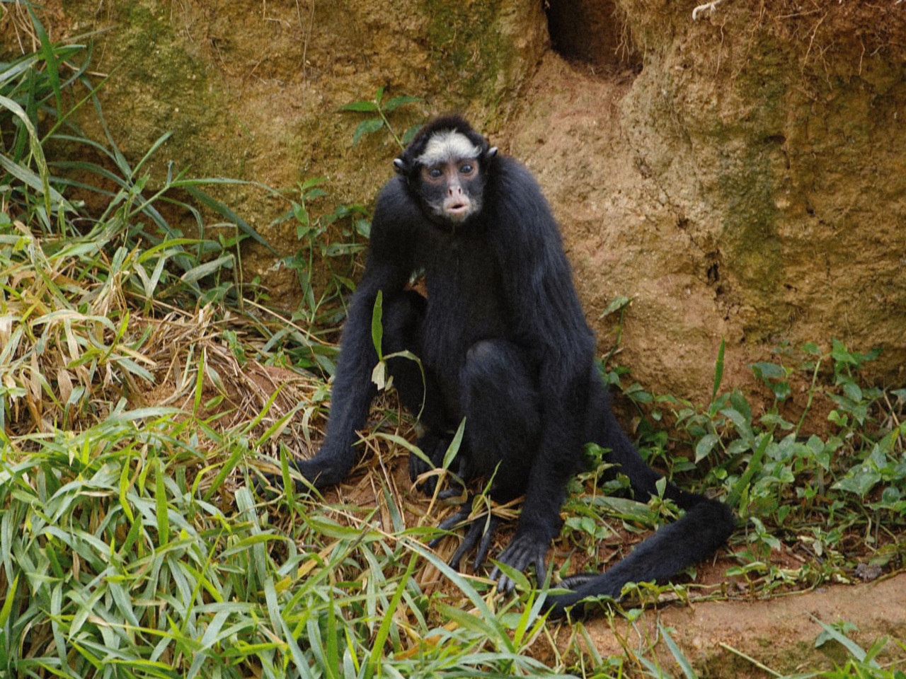 White-whiskered Spider Monkey