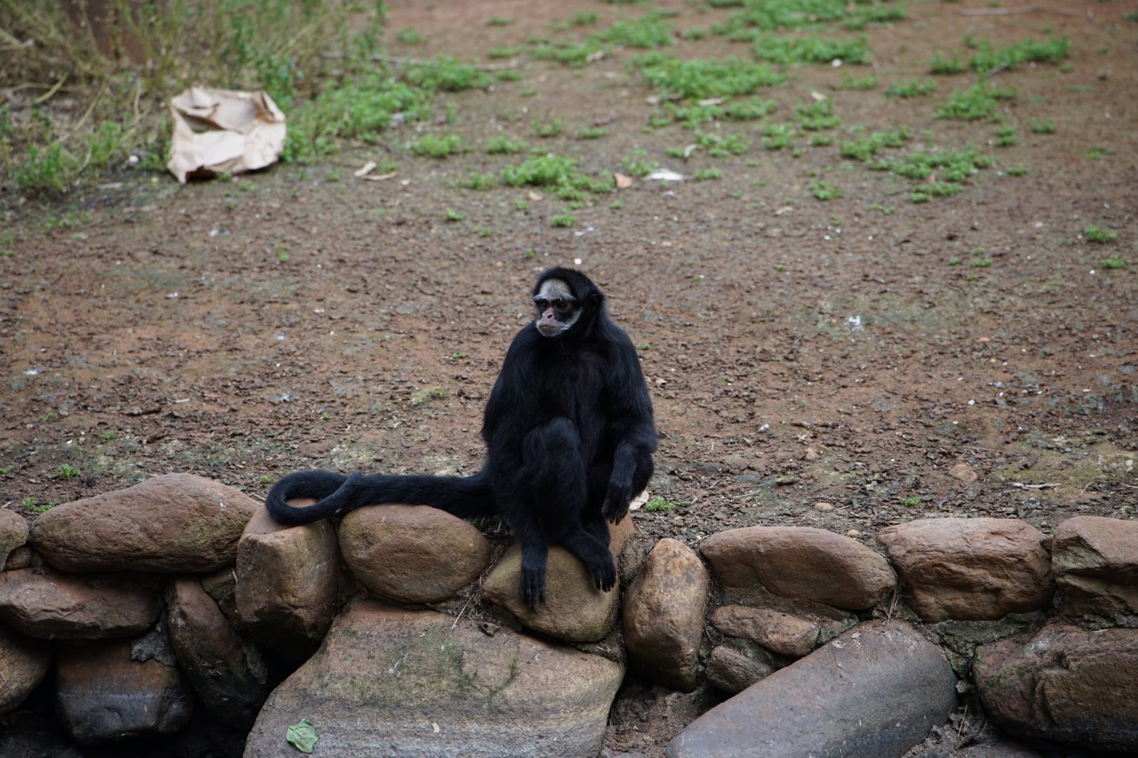 White-whiskered Spider Monkey