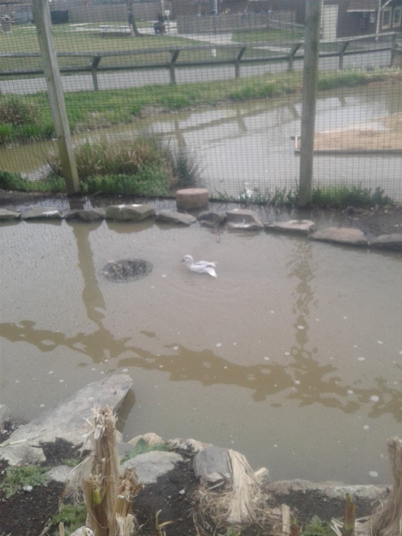 White white-cheeked pintail