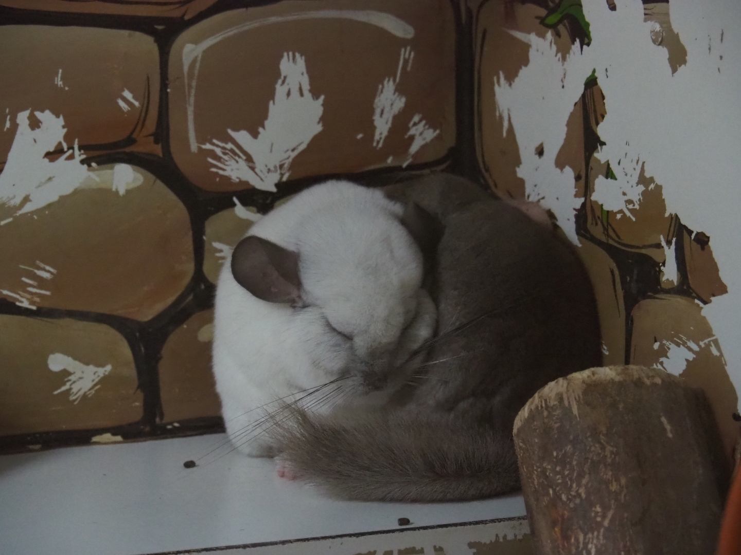 White Wilson and Tan chinchilla (Chinchilla lanigera)