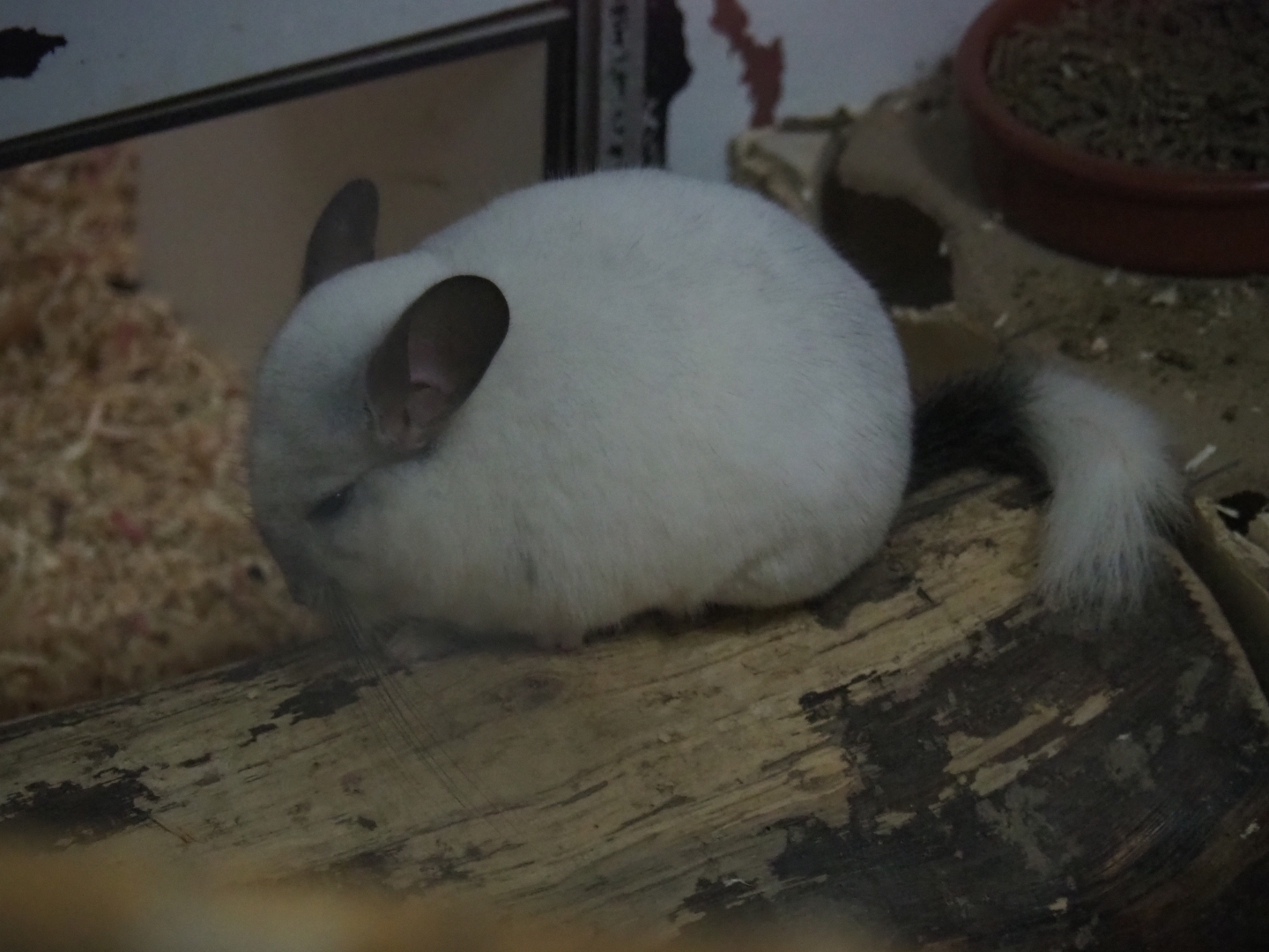 White Wilson Chinchilla (Chinchilla lanigera)