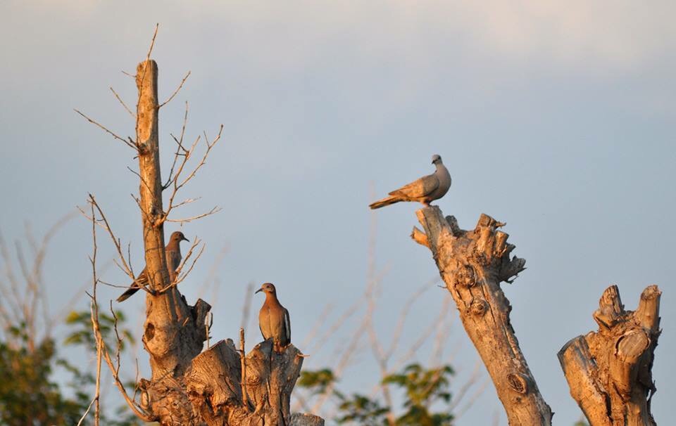 White-winged and Eurasian Collared Doves - Texas