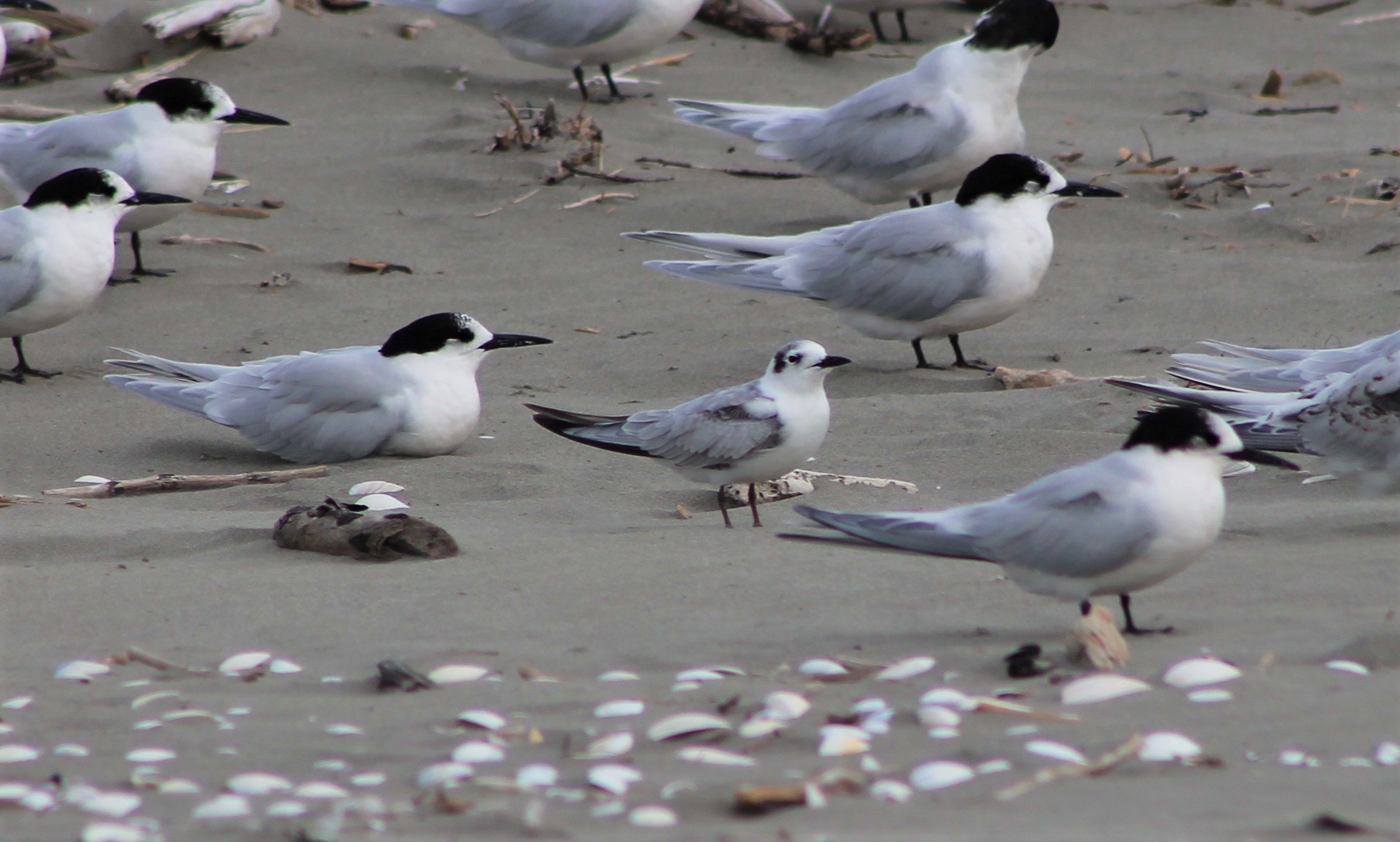 White-winged Black Tern (Chlidonias leucopterus)