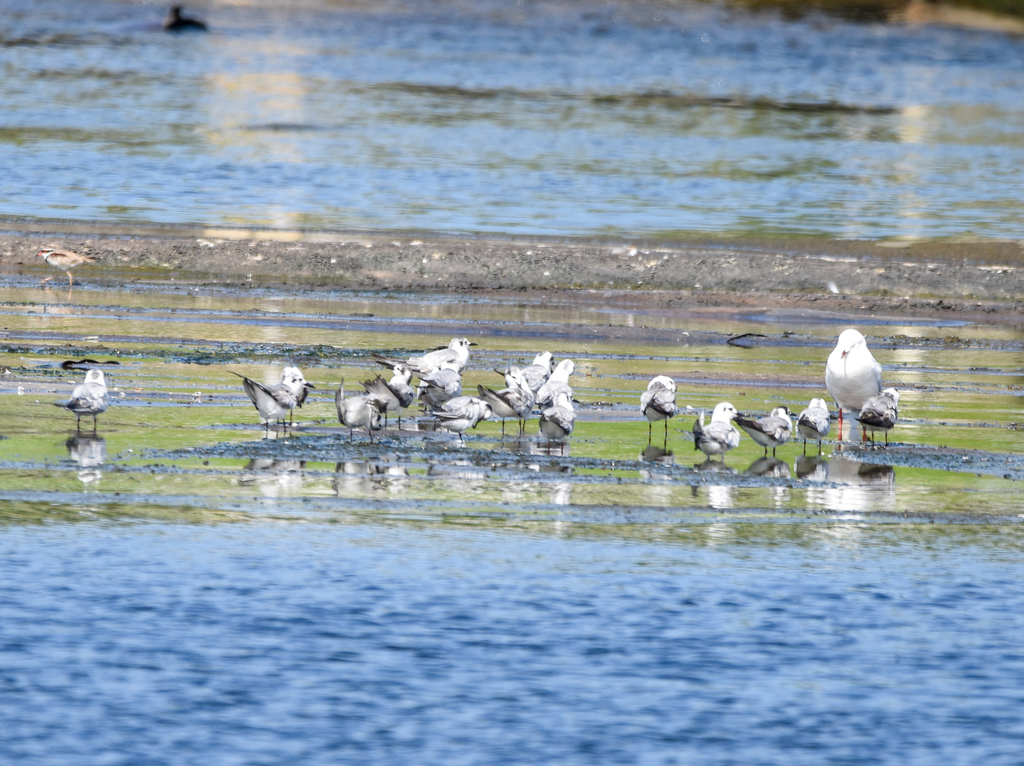 White-winged Black Terns