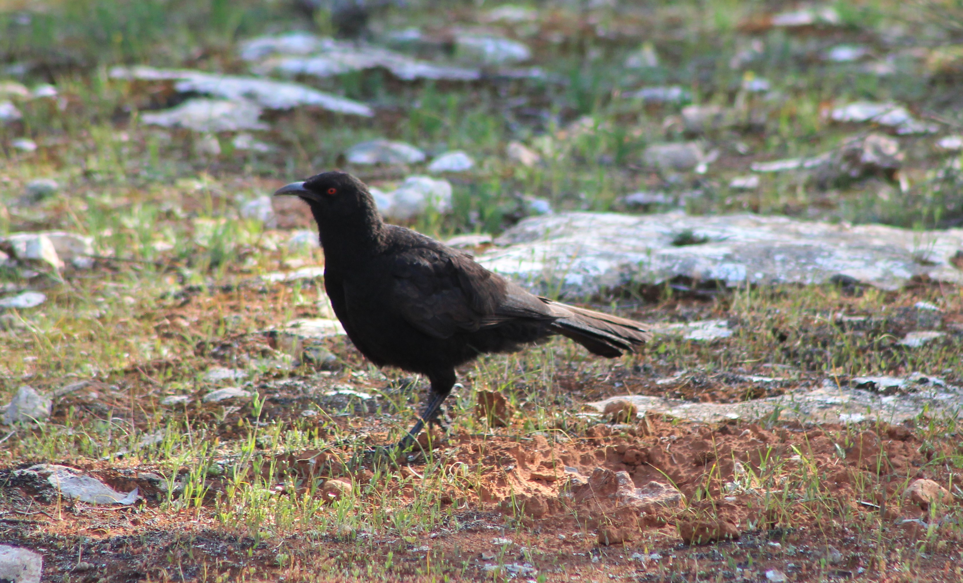White-winged Chough (Corcorax melanorhamphos)