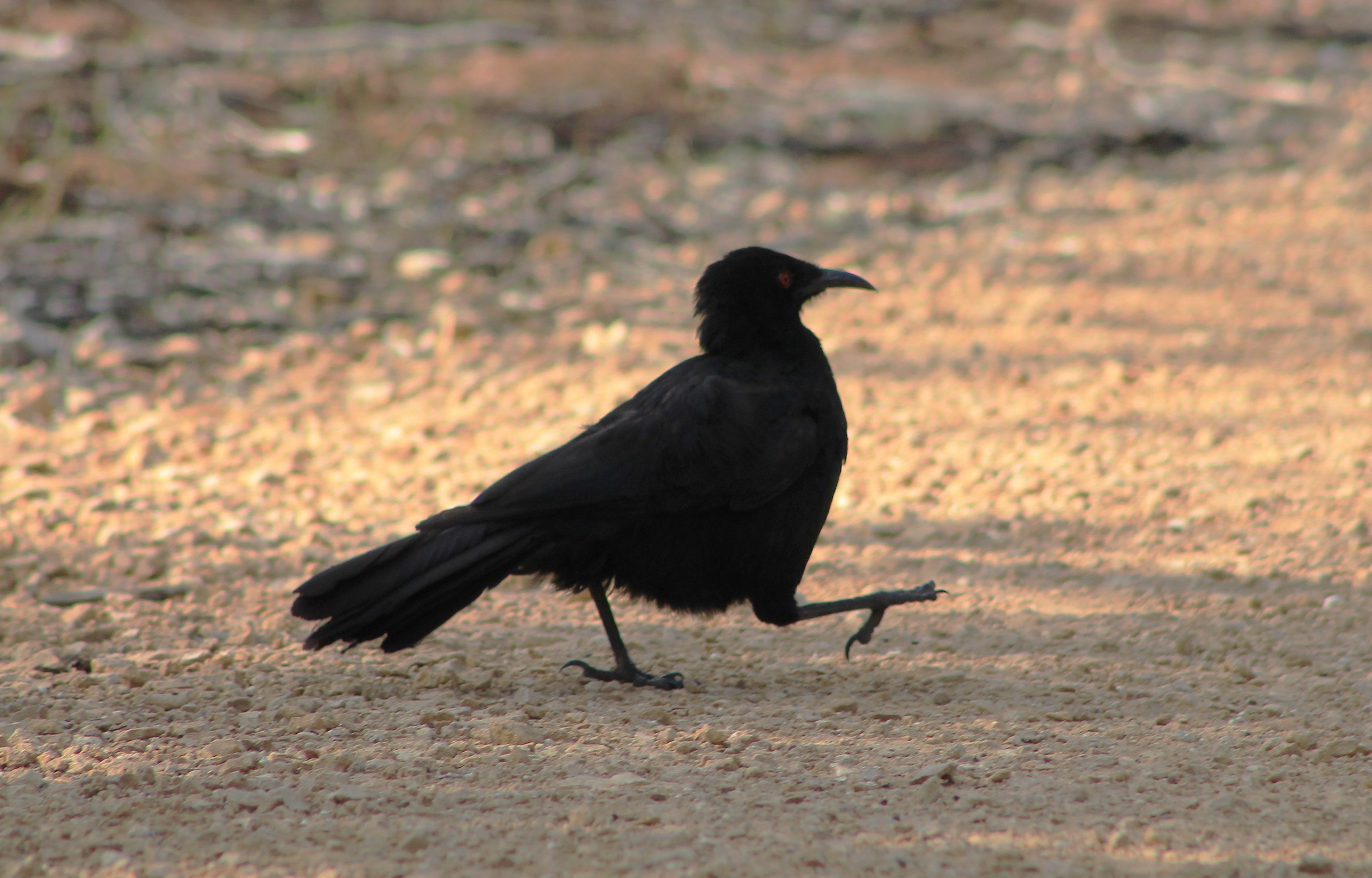 White-winged Chough (Corcorax melanorhamphos)