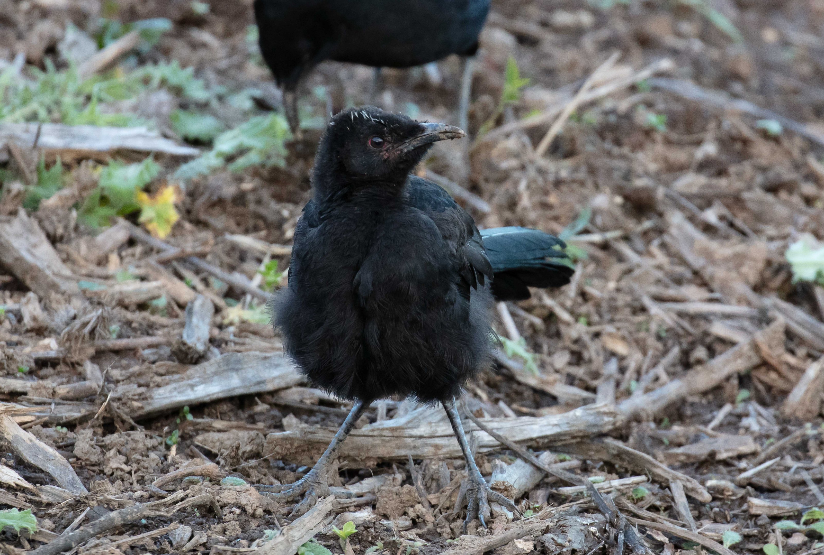 White-winged Chough juvenile