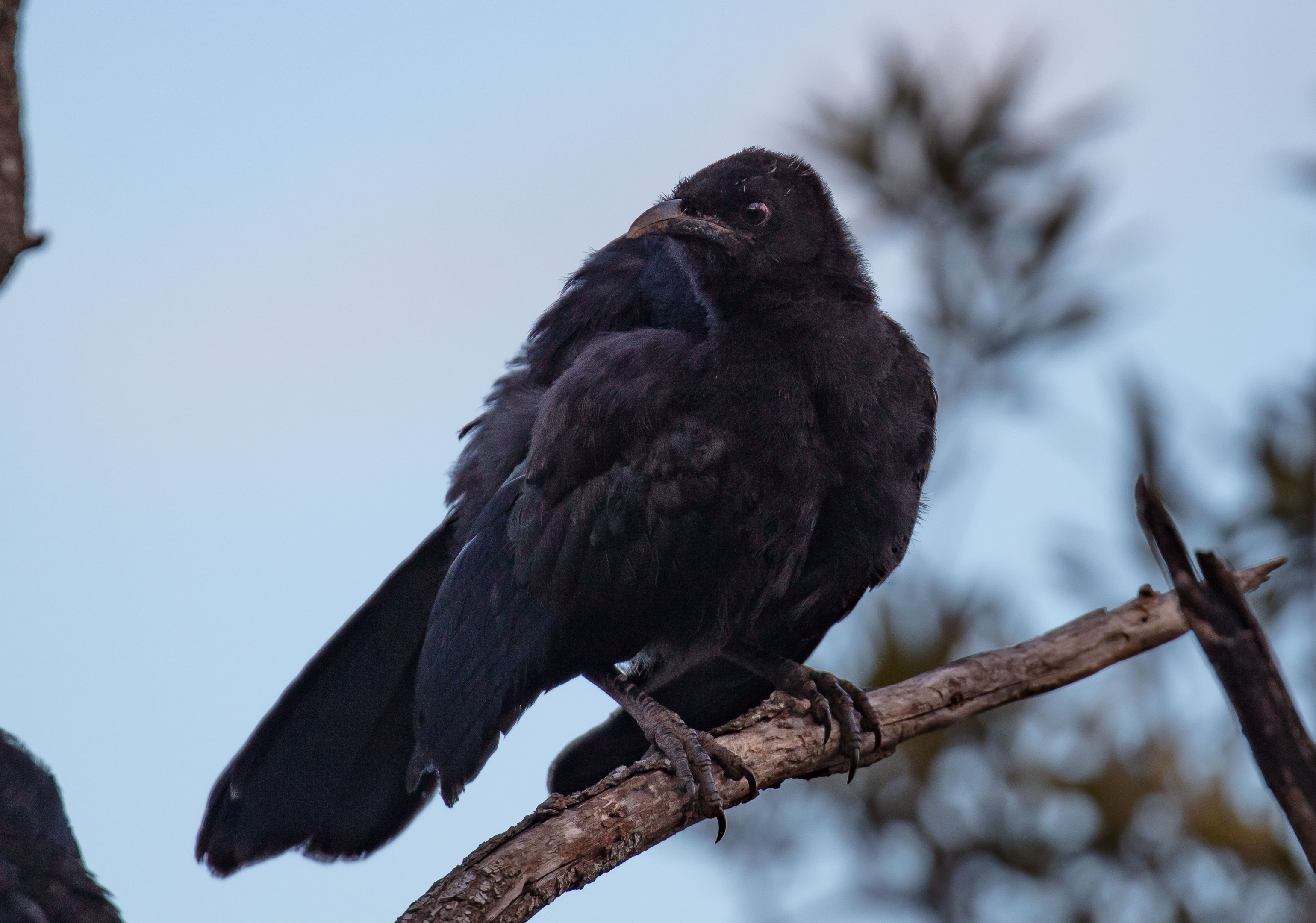 White-winged Chough juvenile