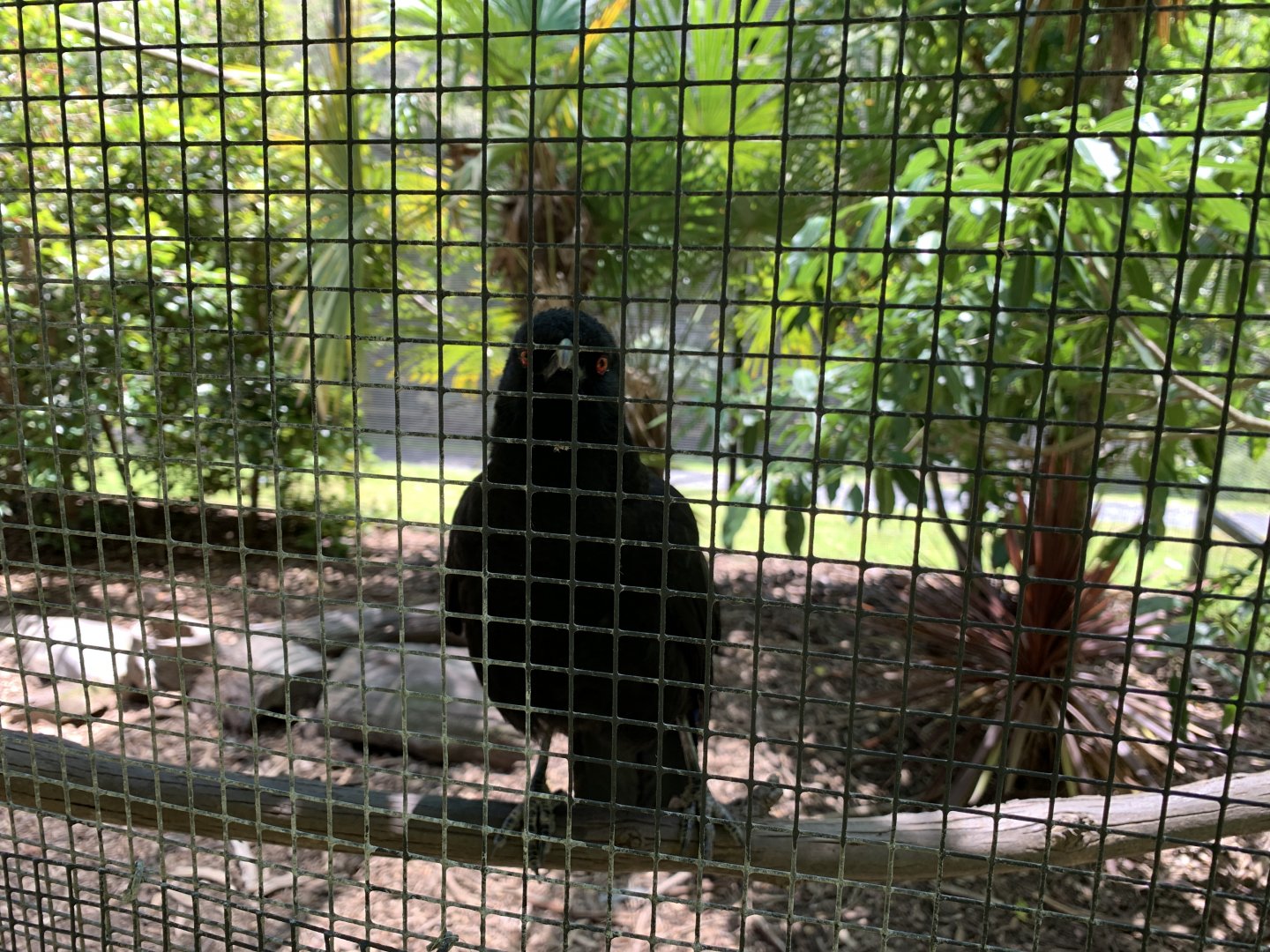 White-winged Chough (Potoroo Palace)