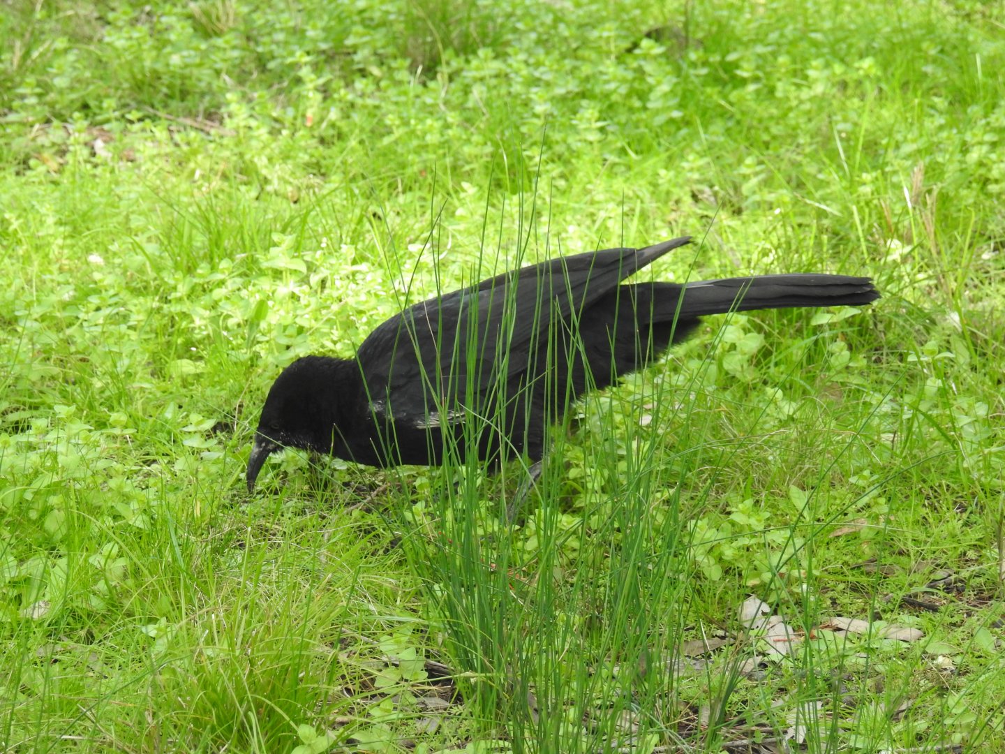 White-Winged Chough (wild)
