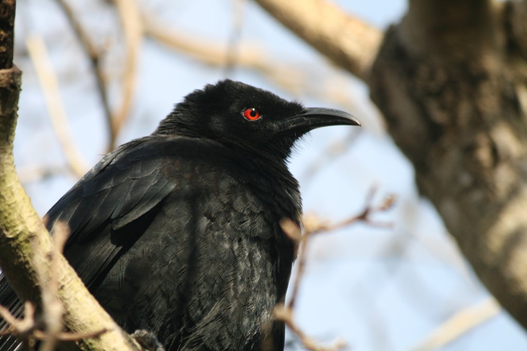 White-winged Chough
