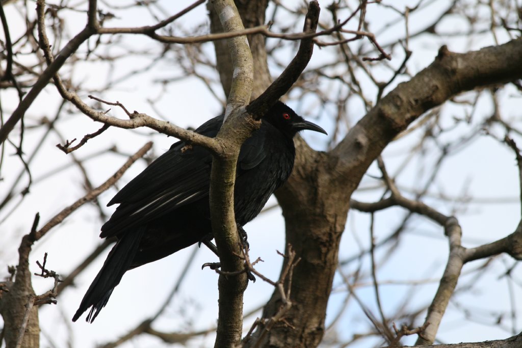 White-winged Chough