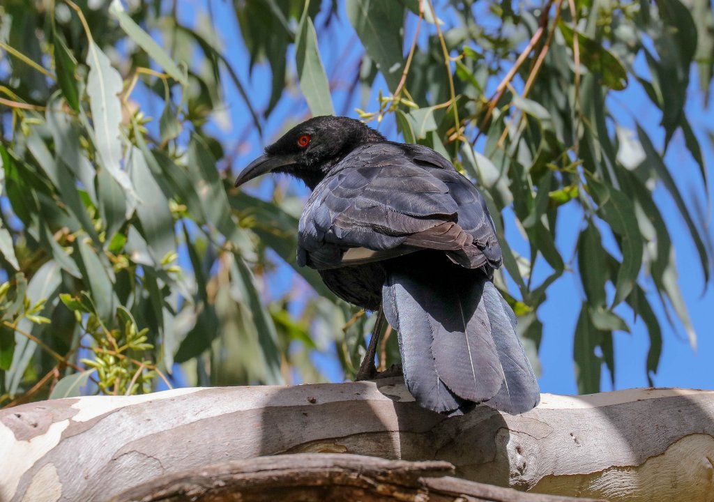 White-winged Chough