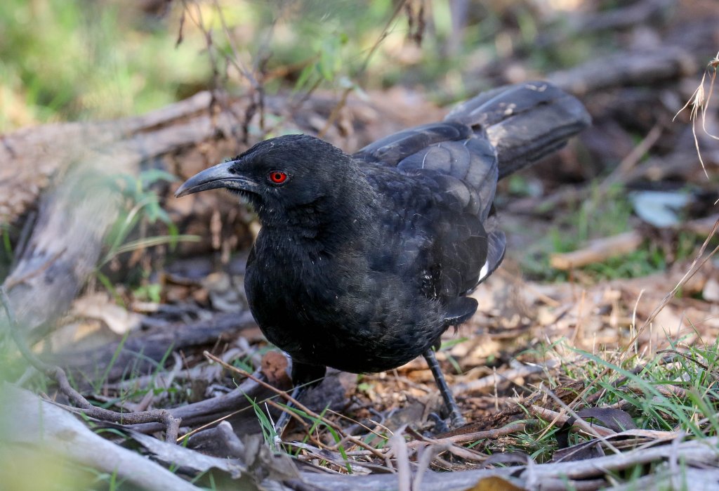 White-winged Chough