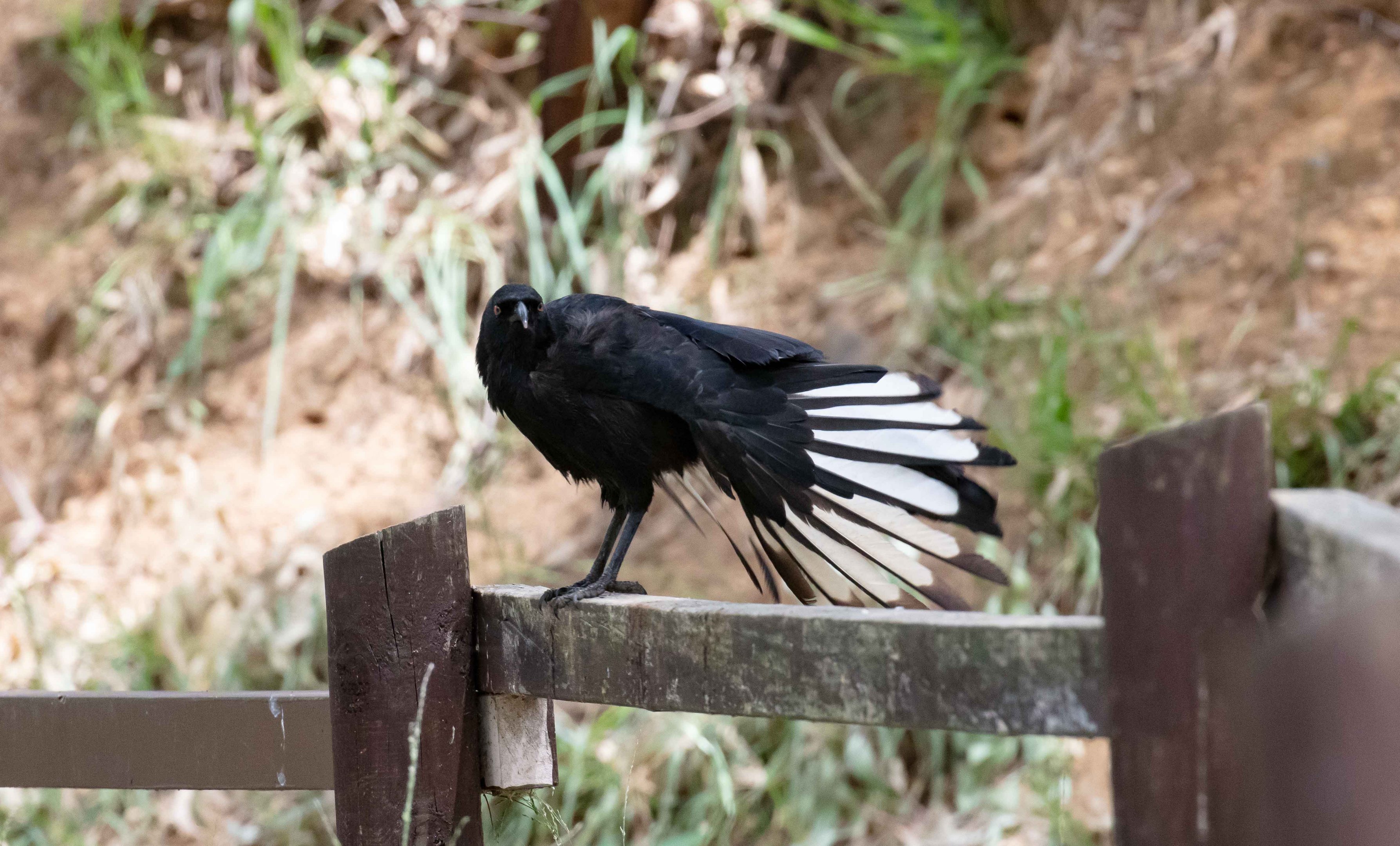 White-winged Chough
