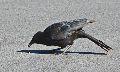 White-winged chough