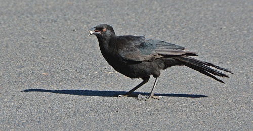 White-winged chough