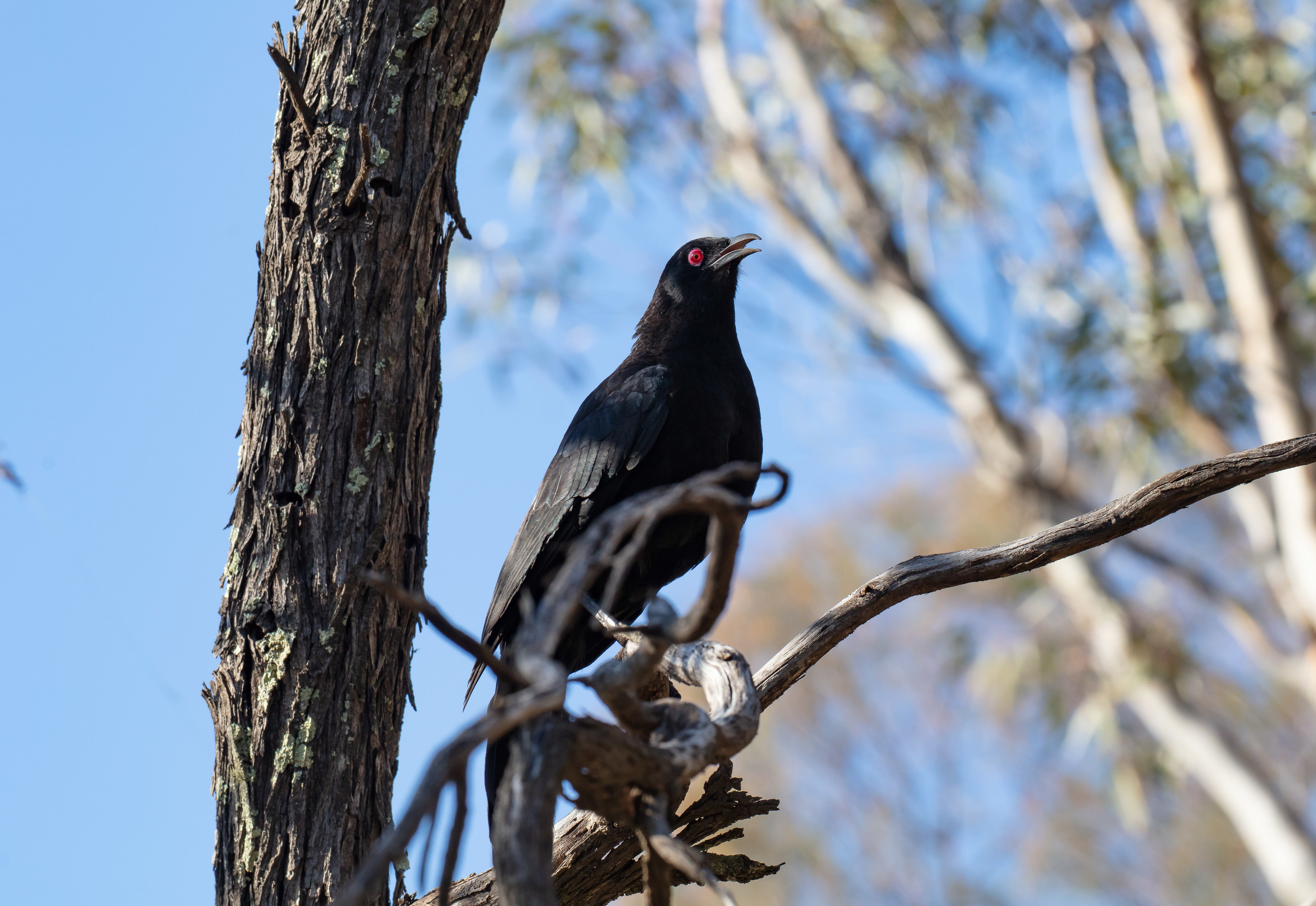 White-winged Chough