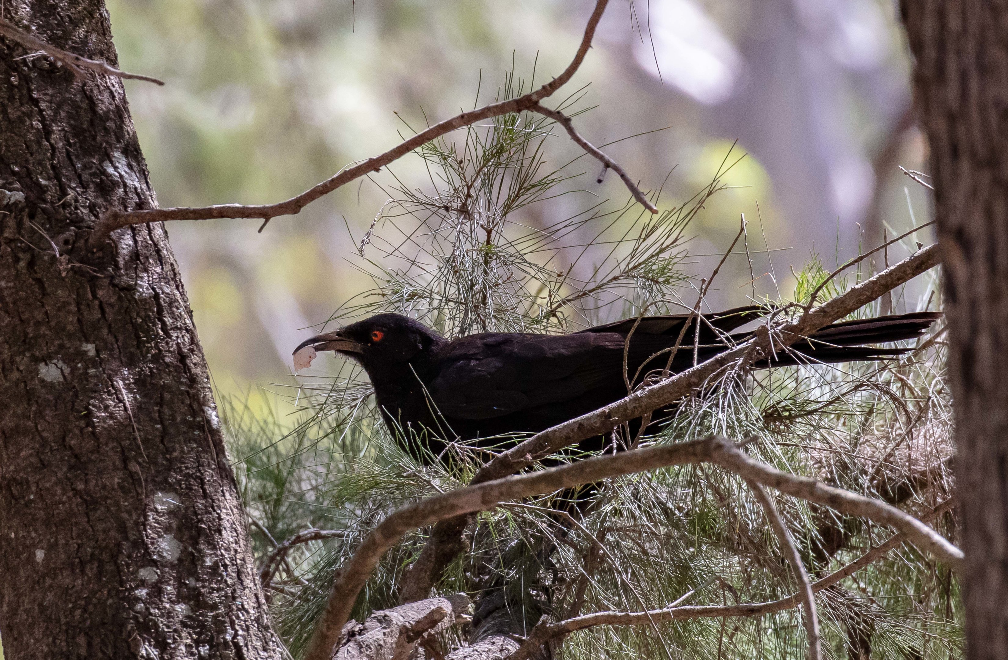 White-winged Chough