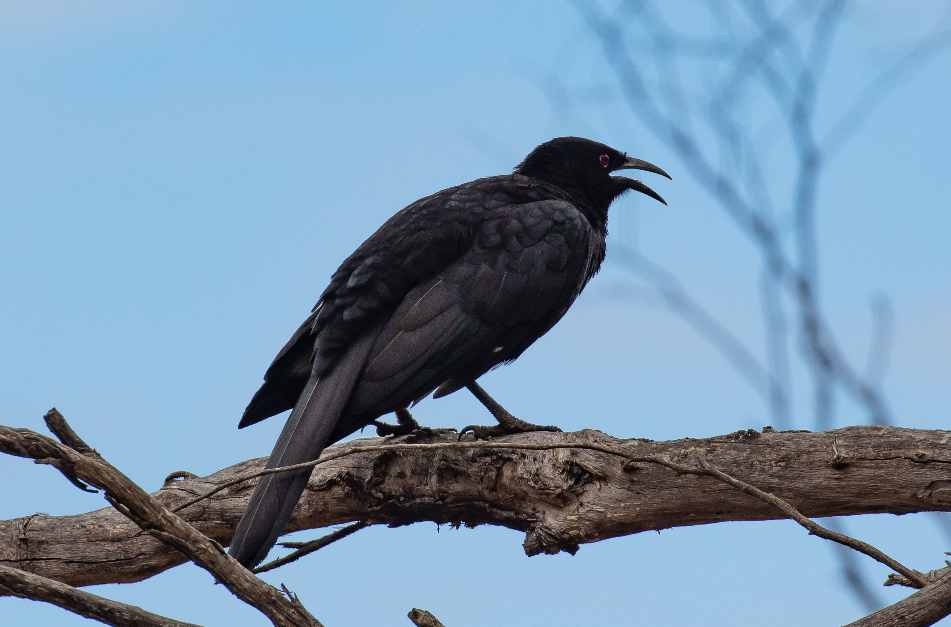 White-winged Chough