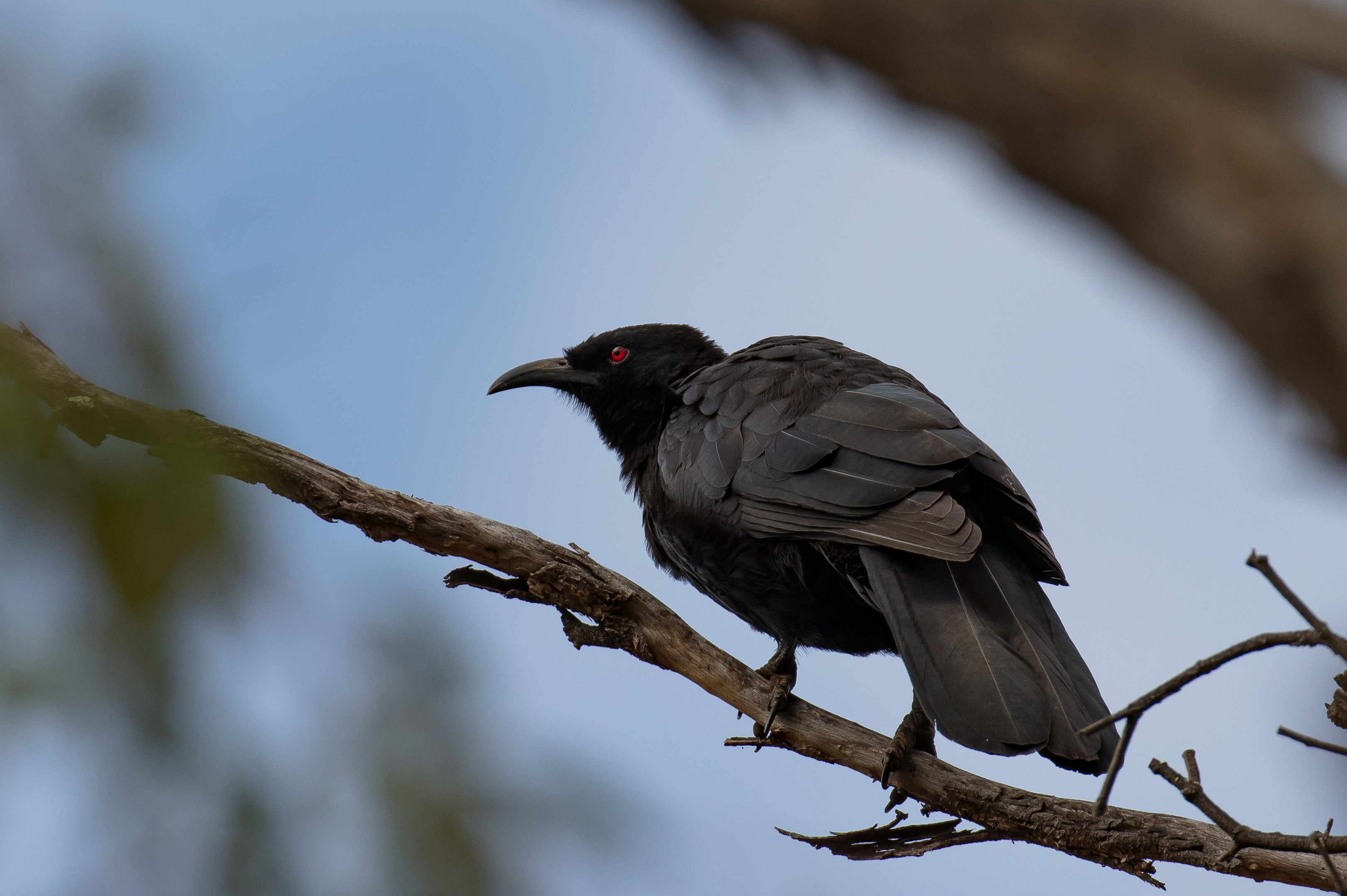 White-winged Chough
