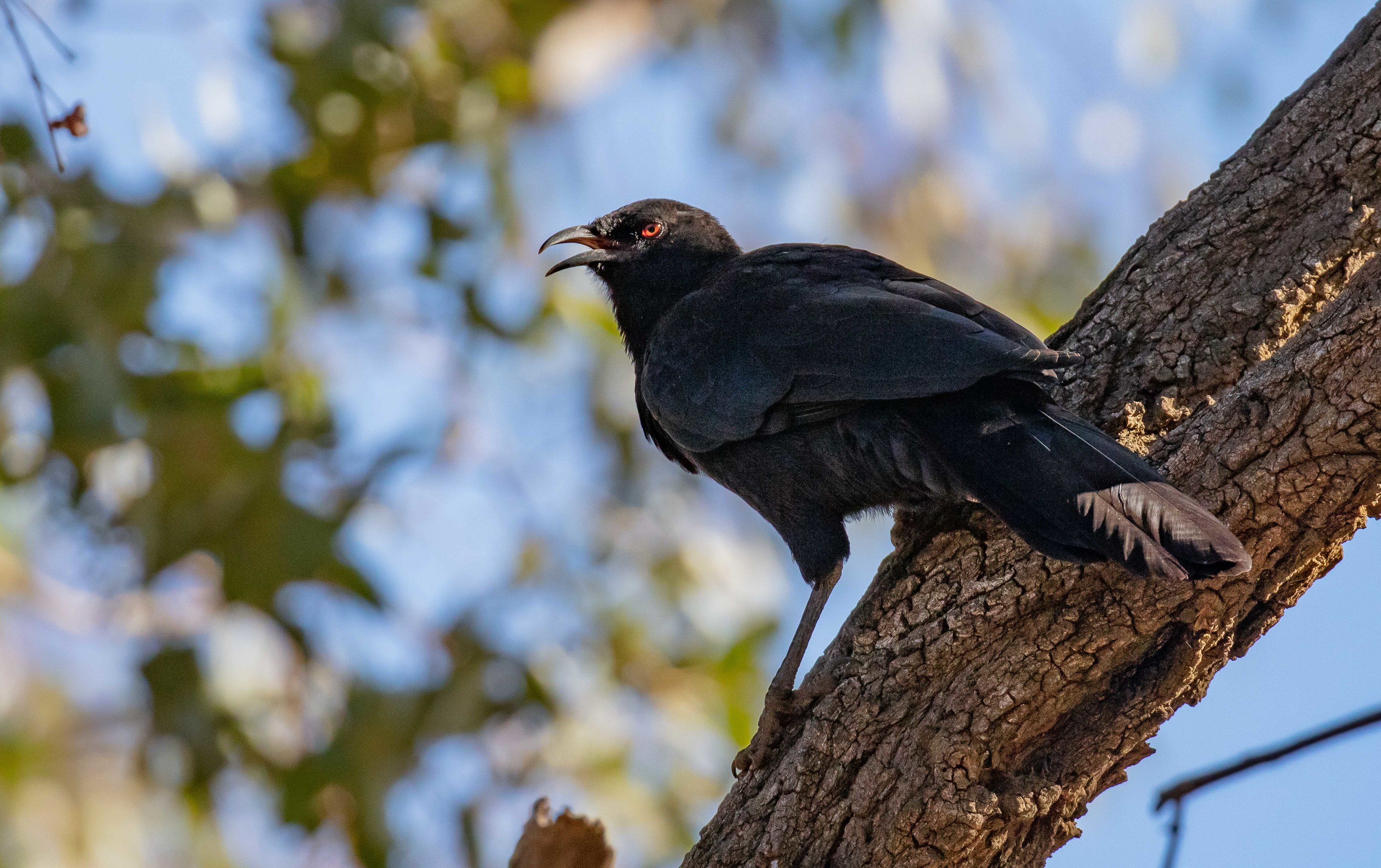 White-winged Chough