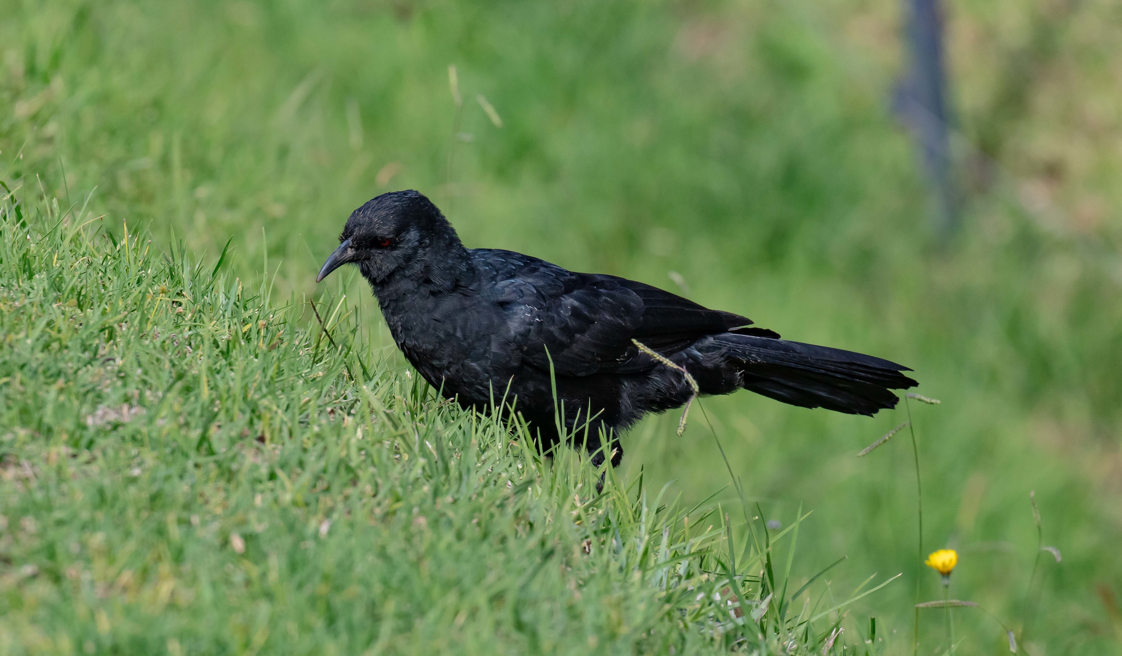White-winged Chough