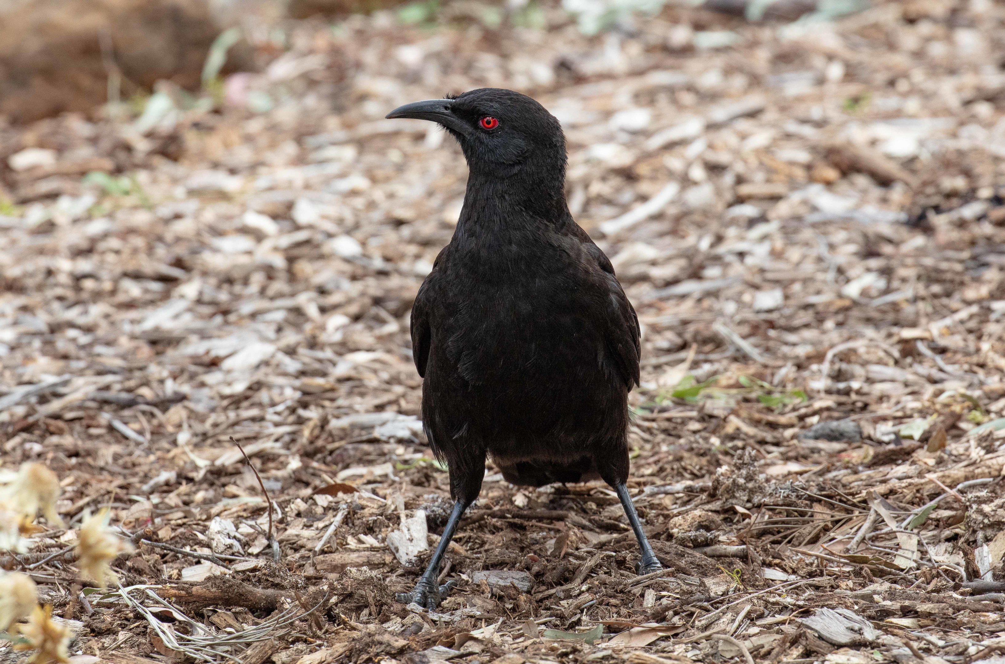 White-winged Chough