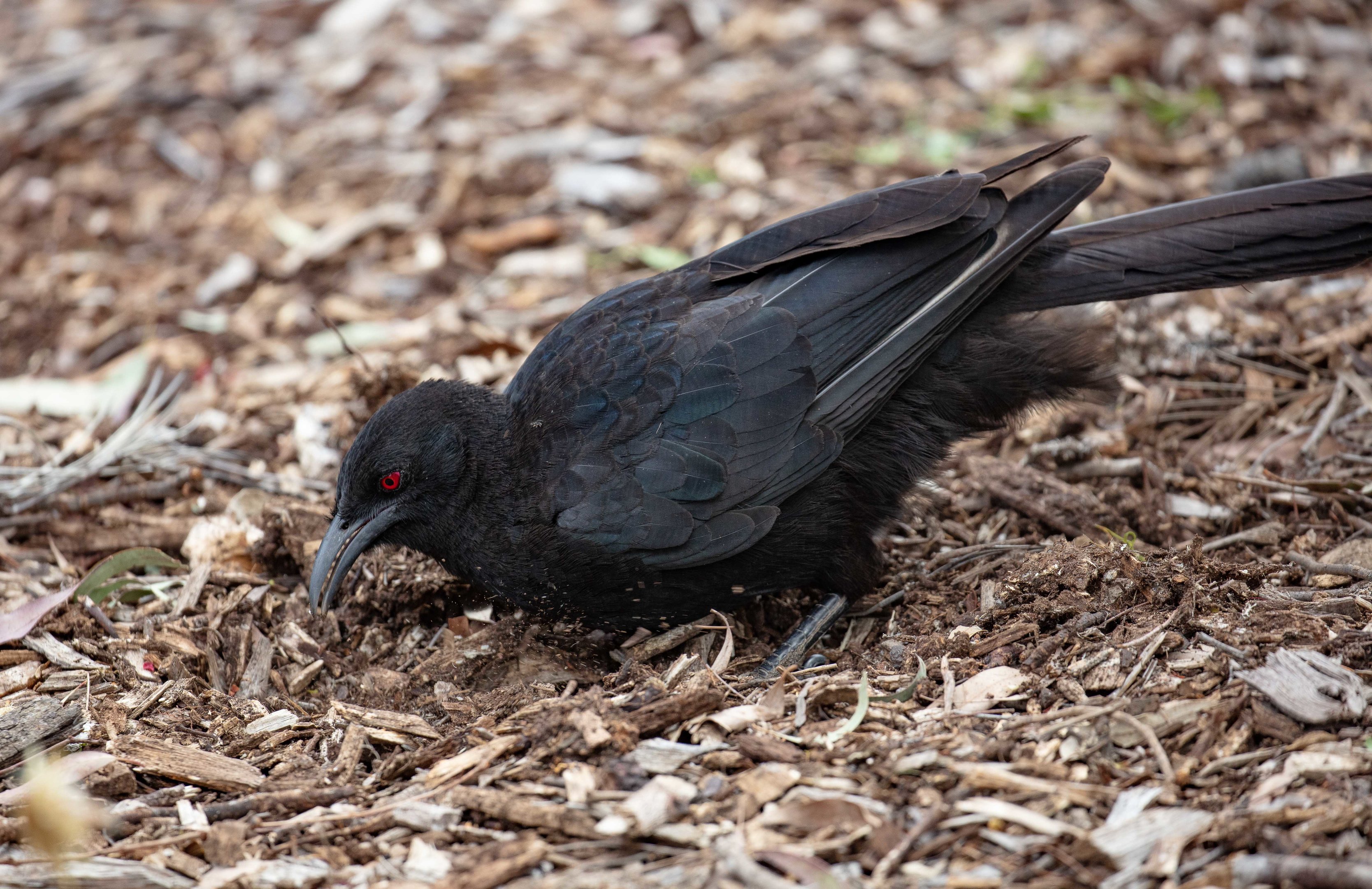 White-winged Chough