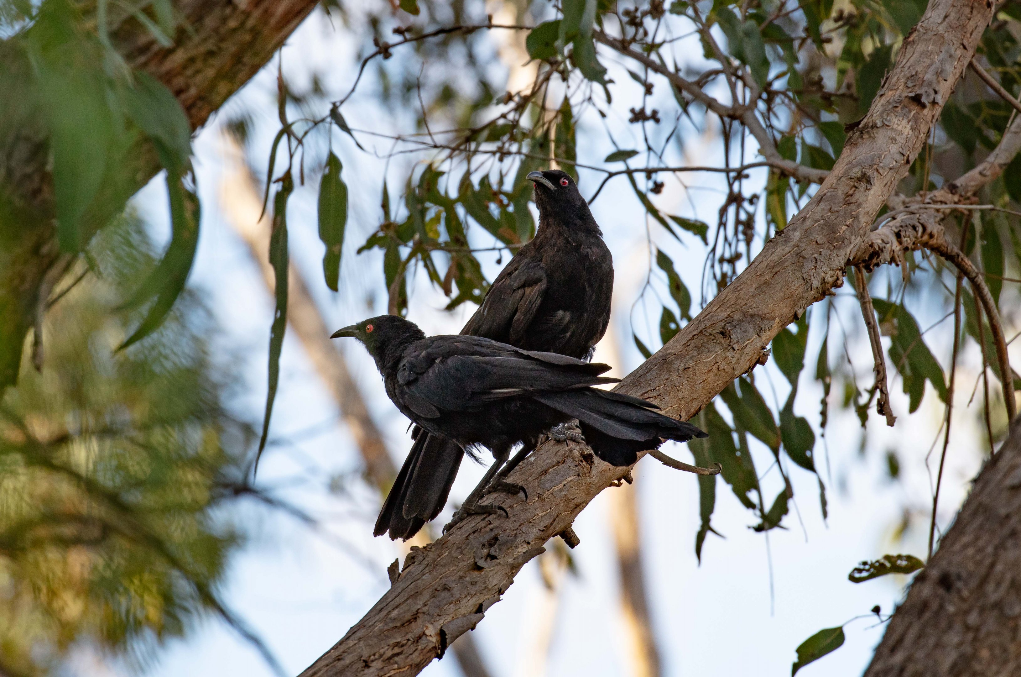 White-winged Chough