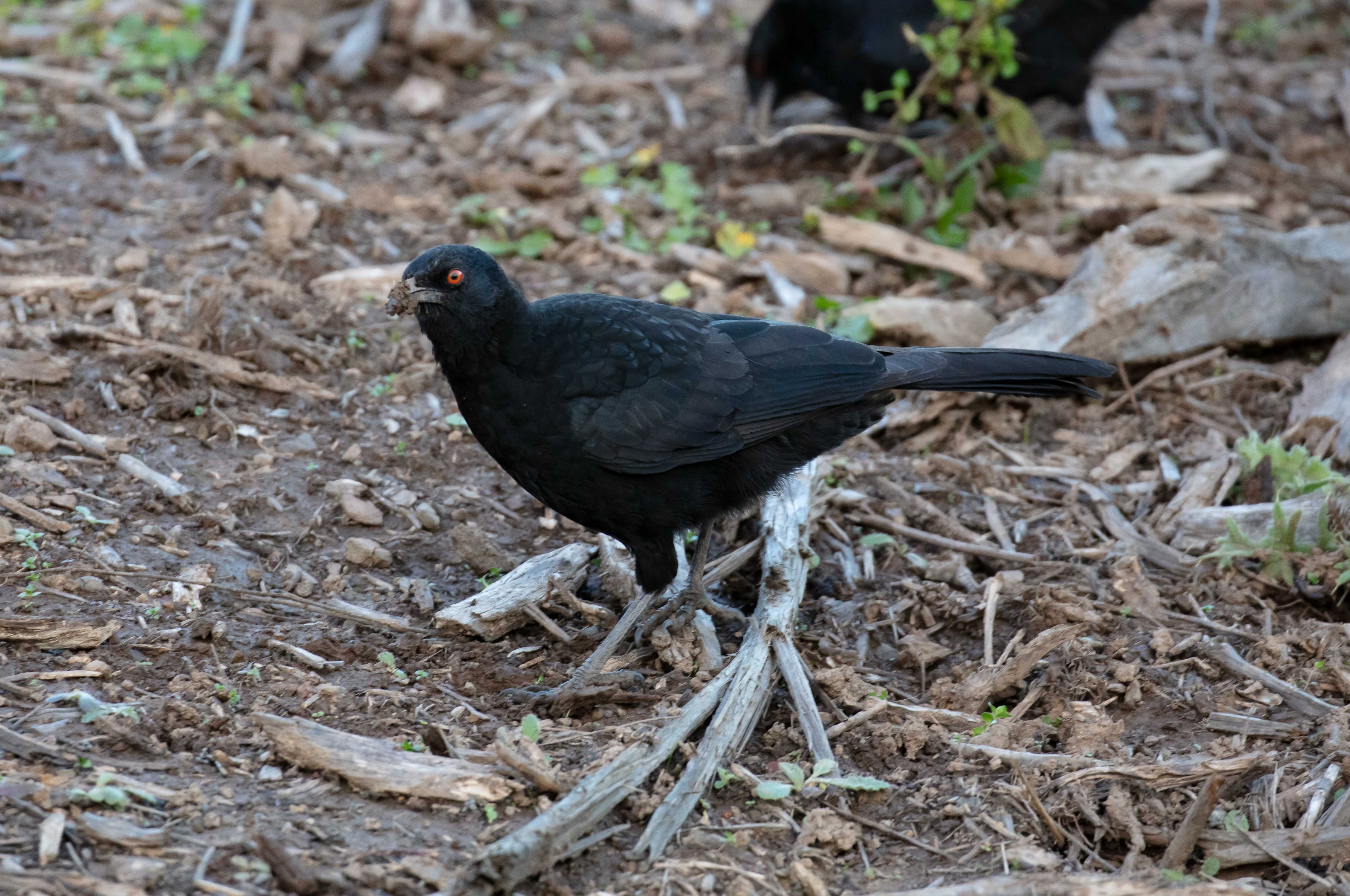 White-winged Chough