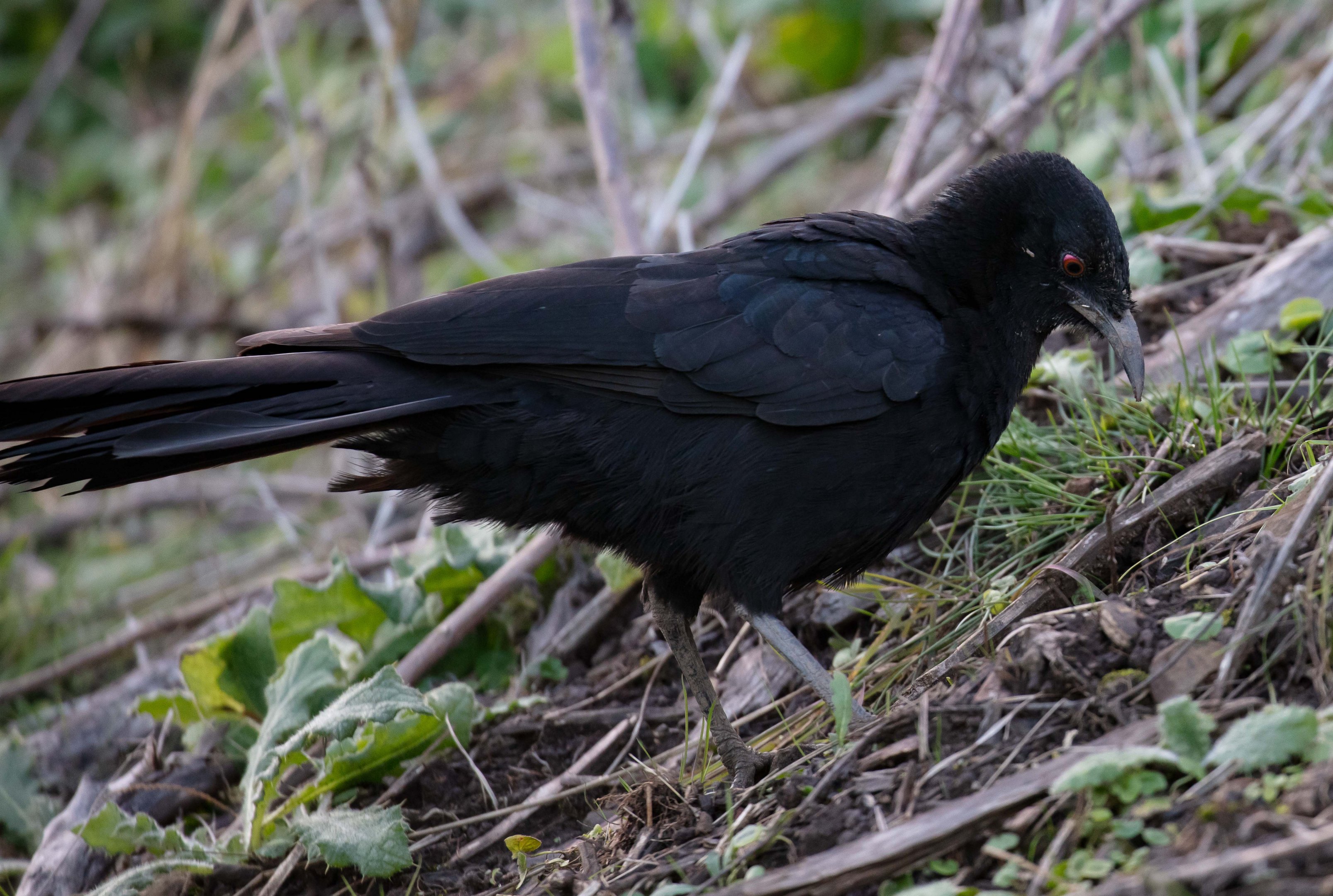 White-winged Chough
